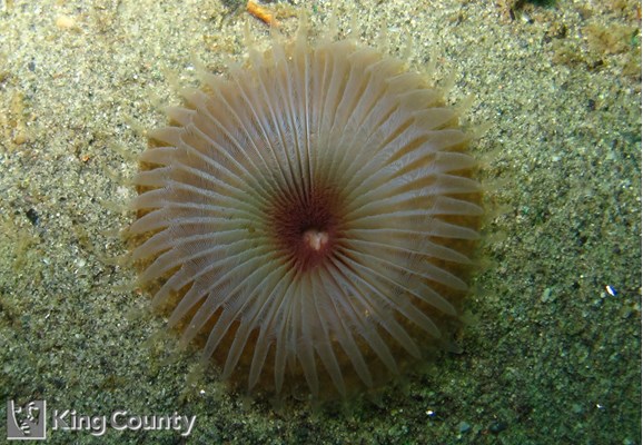 Photo of Myxicola infundibulum